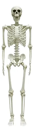 Esqueleto Decorativo Accesorio Adorno Fiesta Halloween 153cm