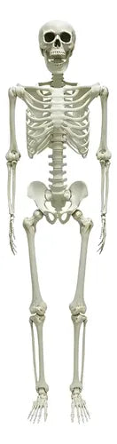 Esqueleto Decorativo Accesorio Adorno Fiesta Halloween 153cm