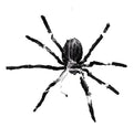 Araña Colgante Animatronics Halloween Decoración Miedo/broma Negro