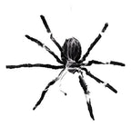 Araña Colgante Animatronics Halloween Decoración Miedo/broma Negro
